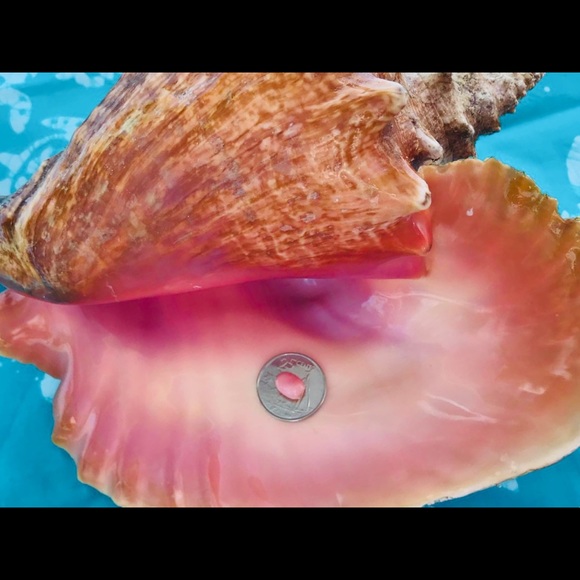 Conch Pearls - Picture 3 of 6